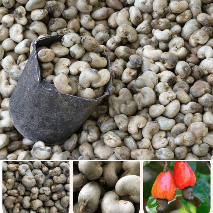 Raw Cashew Nut (RCN)